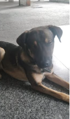 Igor cagnetto sfortunato ma buonissimo Foto 3